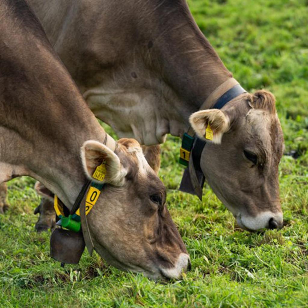 PATIKIL 1.4 x 2.4 x 1.4" Mini Cowbells, Pack of 18, Iron Vintage Style Metal Festive Bells, Animal Design, Anti-Lost, Red Bronze
