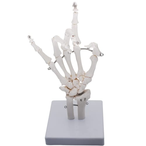Monolife Hand Joint Model, Hand Skeleton Model, Educational Model, Right Hand, Wrist, Articulated Type
