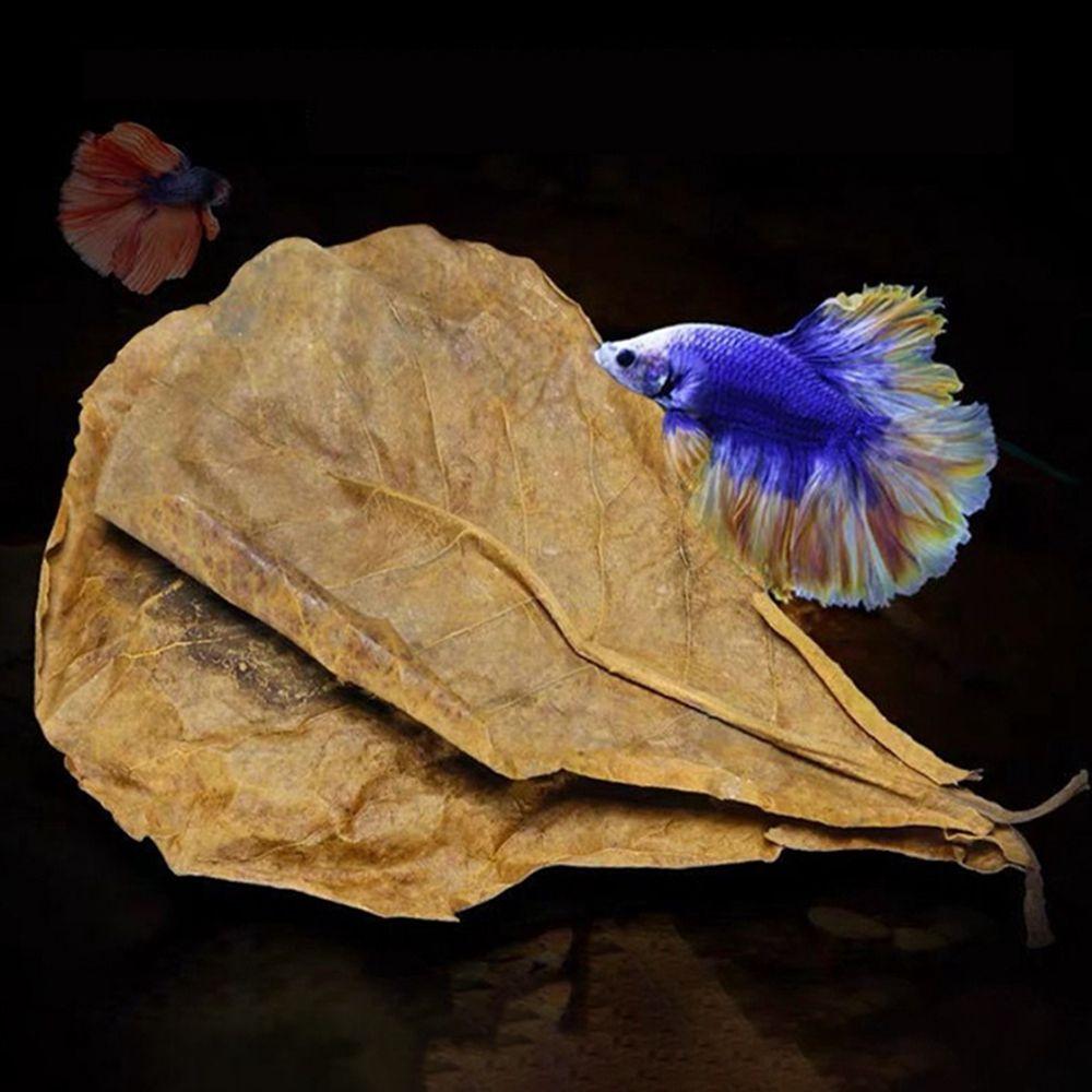 Fish Cleaning Acid Effect Fish Treatment Terminalia Leaves Aquarium Tank Decor Terminalia Leaves