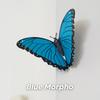 1/3/6Pcs 3D Butterfly Refrigerator Magnet DIY Home Office Kitchen Locker Fridge Realistic