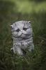 Garden Sculpture Figurine Gray Kitten