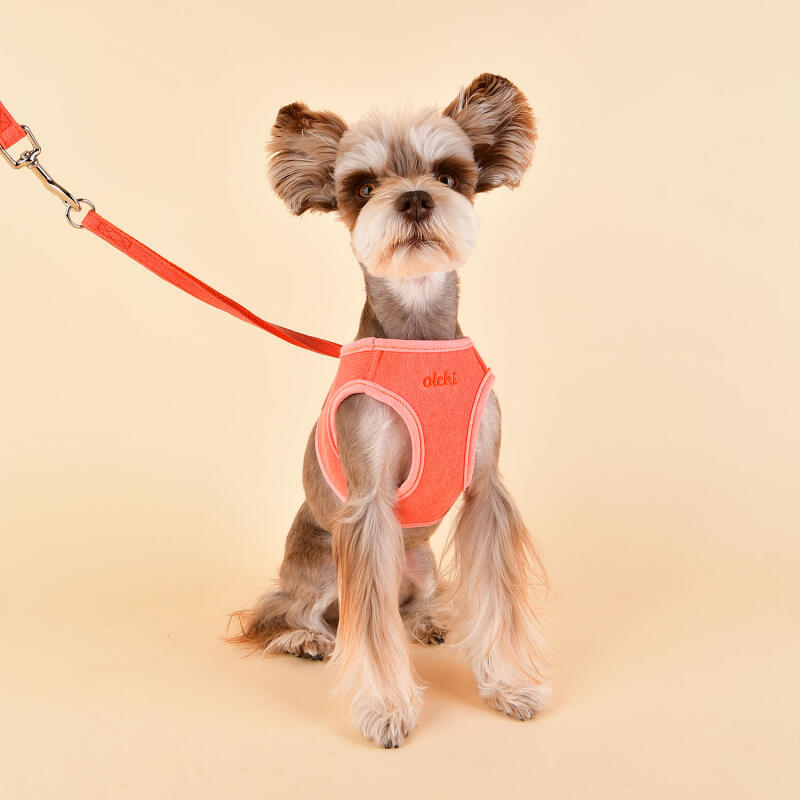 Magic Harness (JARD-HC5980) BLUE