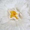 30cm Simulation Peony Flower Head Large Scale Artificial Flowers Peony Design Large Floor Standing Floor Standing Flower