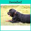 Leather Dog Collar With Brass Closure For Medium And Large Dogs