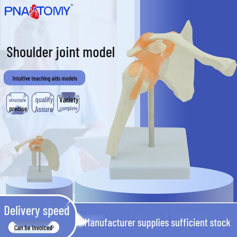 Movable Human Shoulder Model: Scapula, Joint, Clavicle with Ligaments for Orthopedic Use 17x11x20 cm