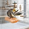 Support d'oiseau réaliste simulé en forme de main Résistant à l'usure Bâtonnet pour perruche Interactif pour animal de compagnie