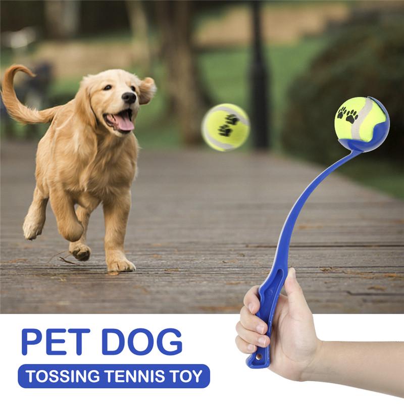 dog throwing toy