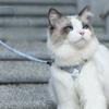 Pet Supplies Harness Belt H-type Anti Loss Traction Rope Adjustable Outdoor Safety Ropes Small and Medium-sized Pet Cat and Dog Chest Strap Set