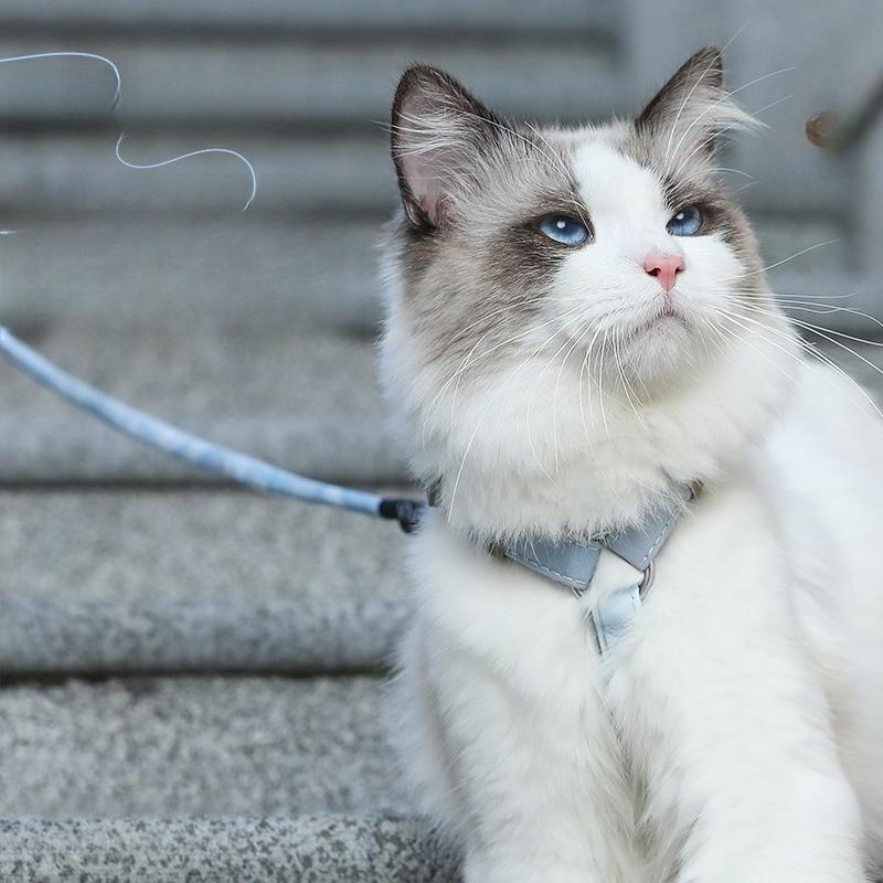 Pet Supplies Harness Belt H-type Anti Loss Traction Rope Adjustable Outdoor Safety Ropes Small and Medium-sized Pet Cat and Dog Chest Strap Set