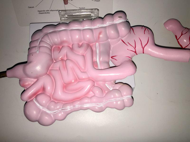 Human Digestive System Model: Large Intestine, Rectum, Duodenum, Stomach & Intestines Anatomical Structure