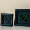 Handmade Black Butterfly Specimen Frame - Creative Birthday Gift Ornament