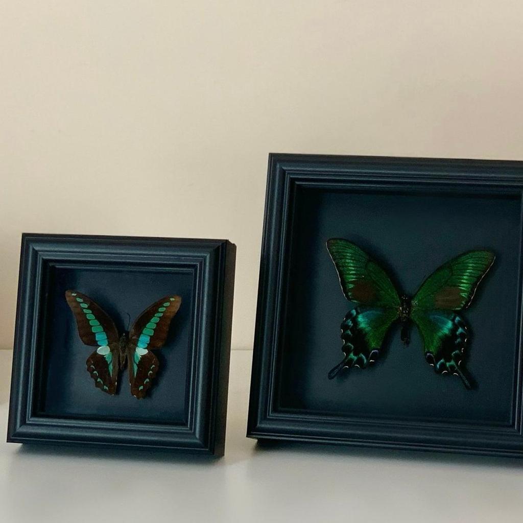 Handmade Black Butterfly Specimen Frame - Creative Birthday Gift Ornament