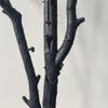 Dead Tree Branch Black Decorations Leafless for Tabletop
