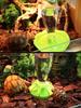 New Reptile Water Drinker Dispenser Food Bowl Lizard Feeder Round Dish Drink Bottle Lizard Lotus Flower animal feeders