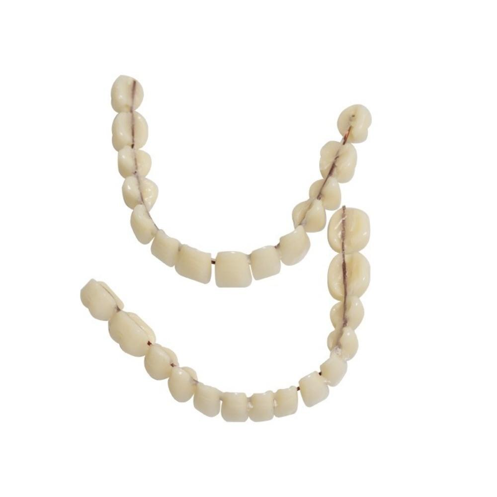 1Pair Removable Resin Denture Teeth Set Resin DIY False Teeth Dental Training Model  DIY Practice