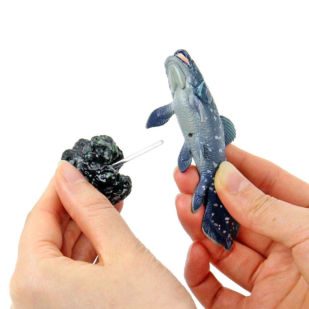 Carolata Ancient Fish Figure 3D Encyclopedia Creatures 7 Species With Realistic Figure Box Educational Toy Birthday Present Gift Sanitation Law Figure