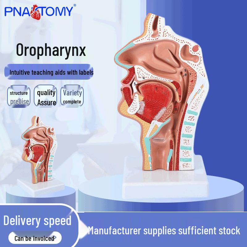 Head Anatomy Model: Medial View of Nasopharynx, Laryngopharynx, and Nasal Cavity with Vascular and Nerve Pathology 11x11x22 cm