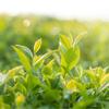 Organic Phoenix Dancong Tea 50g Fragrant New Tea from Chaozhou Dancong
