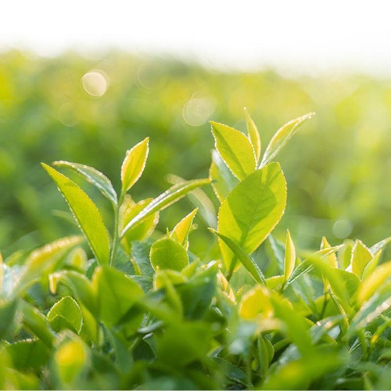 Organic Phoenix Dancong Tea 50g Fragrant New Tea from Chaozhou Dancong