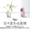 H Concept +d Flowerman Mini (seiza) D-902-SEI Single Flower Vase, Flower Vase, Flower Base, Interior Decor