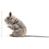 Folkmanis Grey Mouse Hand Puppet
