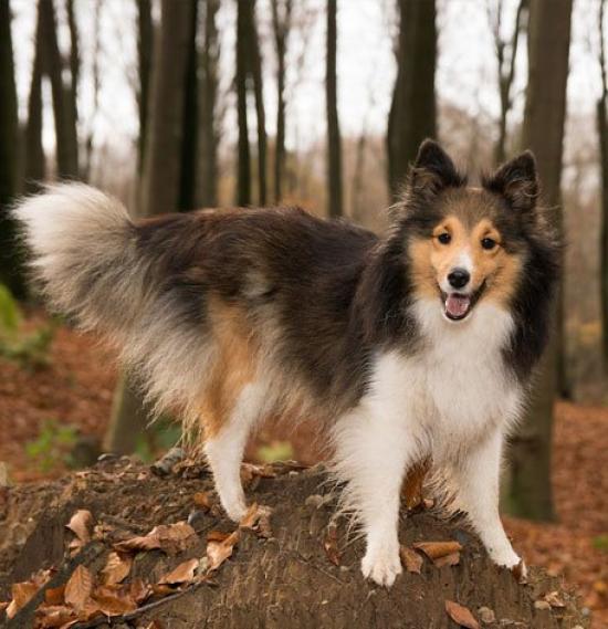 Shetland Sheepdog Genuine Leather Dog Banka Craft Leather Story in Keychain, (Handmade Japan)