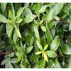 100% Natural Senna Dried Leaves Herb Herbal Tea Loose Leaf Tea