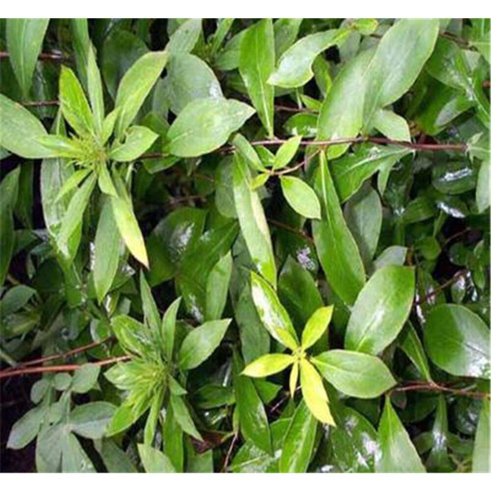100% Natural Senna Dried Leaves Herb Herbal Tea Loose Leaf Tea
