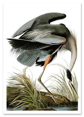 Plakat vintage grauer Reiher heron