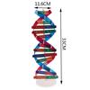 Human Genes Dna Models Double Helix Science Toys Teaching Learning Education Toy