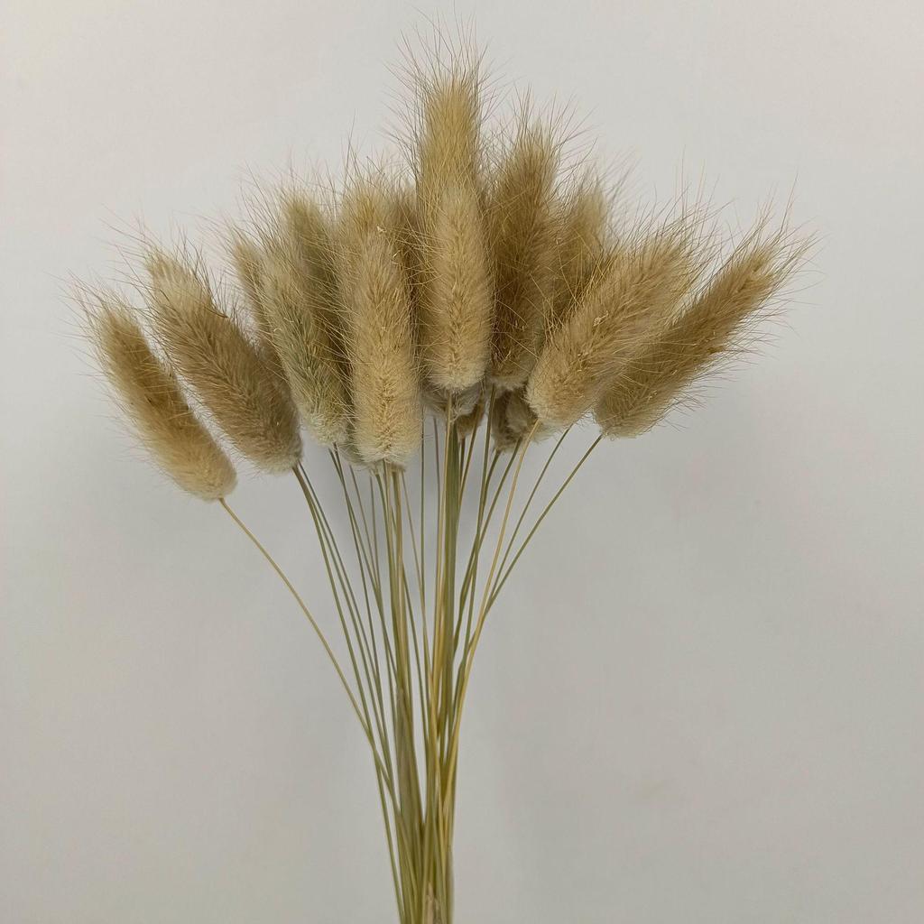 Whisk Rabbit Tail Grass Dried Flower Bouquet - Natural Pampas Grass & Small Reed