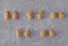 Harmonia Bloom Hand Parts Set Plastic Painted Movable Figure [root/Sunset] Non-scale