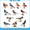 Animal Simulation Models for Kids' Learning: Mandarin Ducks, Finches, Tits - Desktop Decor Toys