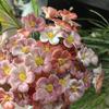 Ceramic Handcrafted Floral Porcelain Ornament – Eternal Bouquet for Brides