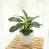 Lifelike Simulation Potted Plants Plastic Green Pot Plants Decoration  Outdoor Indoor Decoration