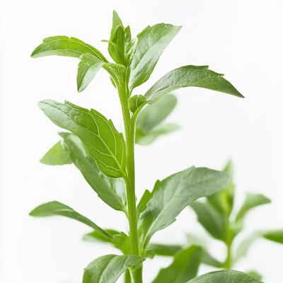 50 Stevia Seeds - SemiSauvage Permaculture