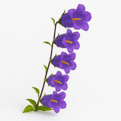 600 Semillas de Campanilla Carillón (Campanula medium)