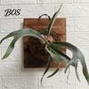 Easy Hang Plant Mount Staghorn Fern Mounting Kit Wooden Board Hanger Rustic Wall Decorative Planter for Ferns Orchids Air Plants Indoor Outdoor Decor