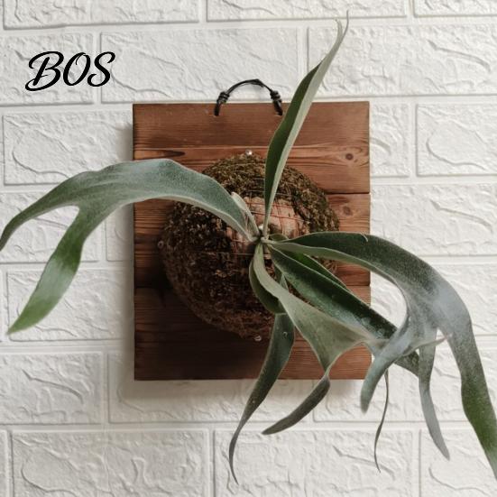 Easy Hang Plant Mount Staghorn Fern Mounting Kit Wooden Board Hanger Rustic Wall Decorative Planter for Ferns Orchids Air Plants Indoor Outdoor Decor
