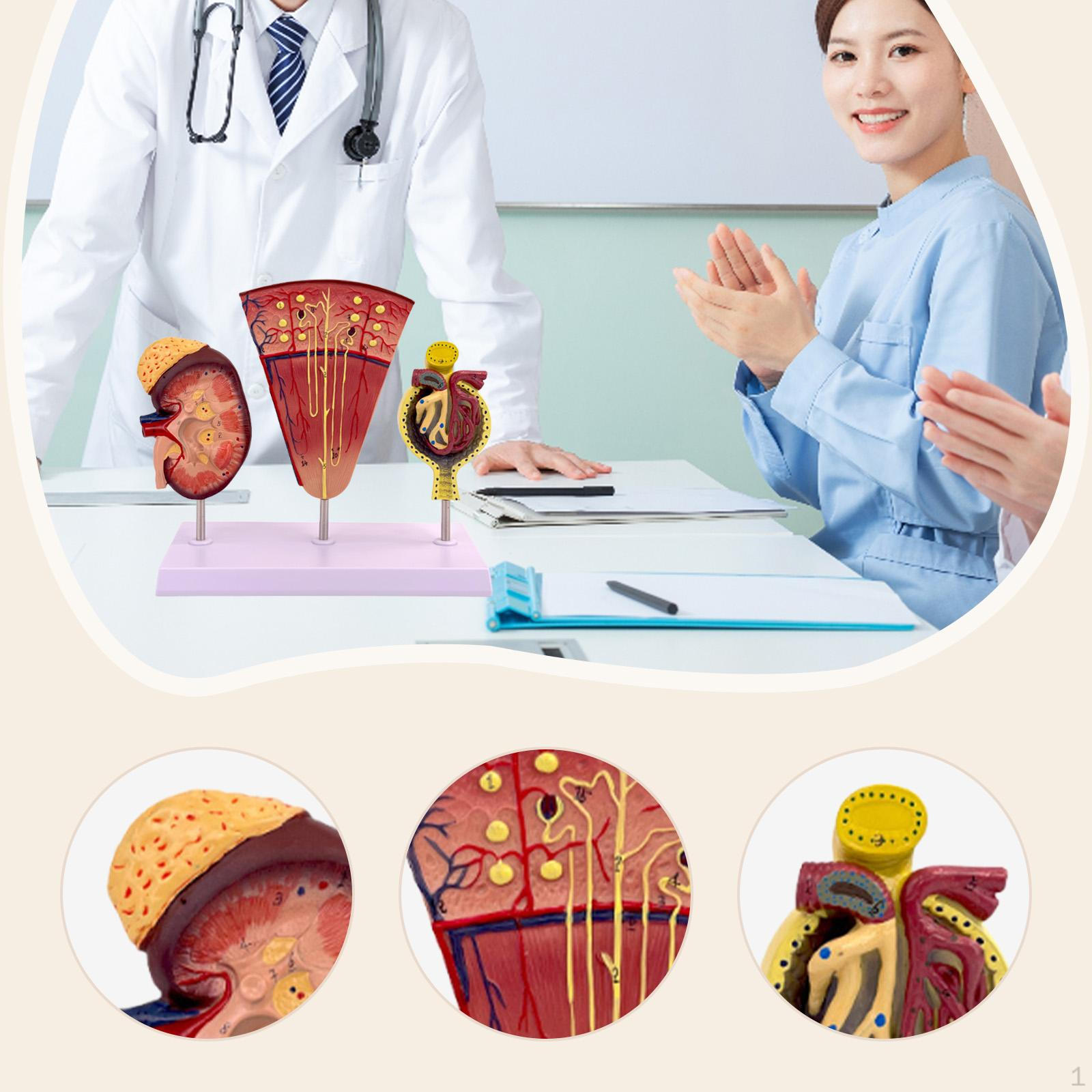 

Модель почки человека, Демонстрация по биологии, Препарирование с помощью, ПВХ органы Модель нефрона и клубочка