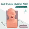 Adult Tracheal Intubation Training Model