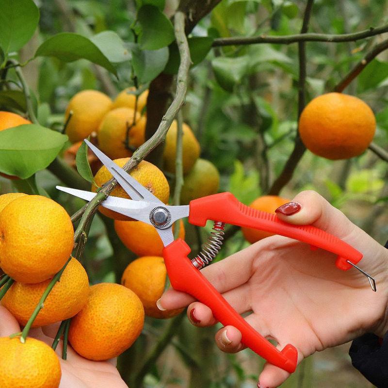 1Pcs High Carbon Steel Gardening Pruning Shears Non Slip Handles Straight Curved Tips For Fruit Thinning Orchard Garden Trimming