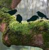 Rustic Metal Bird Silhouette Set: 4-Piece Outdoor Garden Courtyard Decoration