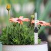 2pcs Indoor Plants Water Level Indicator Potted Hydroponic Plant Water Level Gauge Buoy FlowerPot bonsai Water Shortage Reminder
