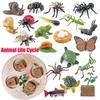 Animal Life Cycle Board Children Toys Montessori Teaching Aids Plant Animal Growth Cycle Model Set Preschool Cognitive Toys