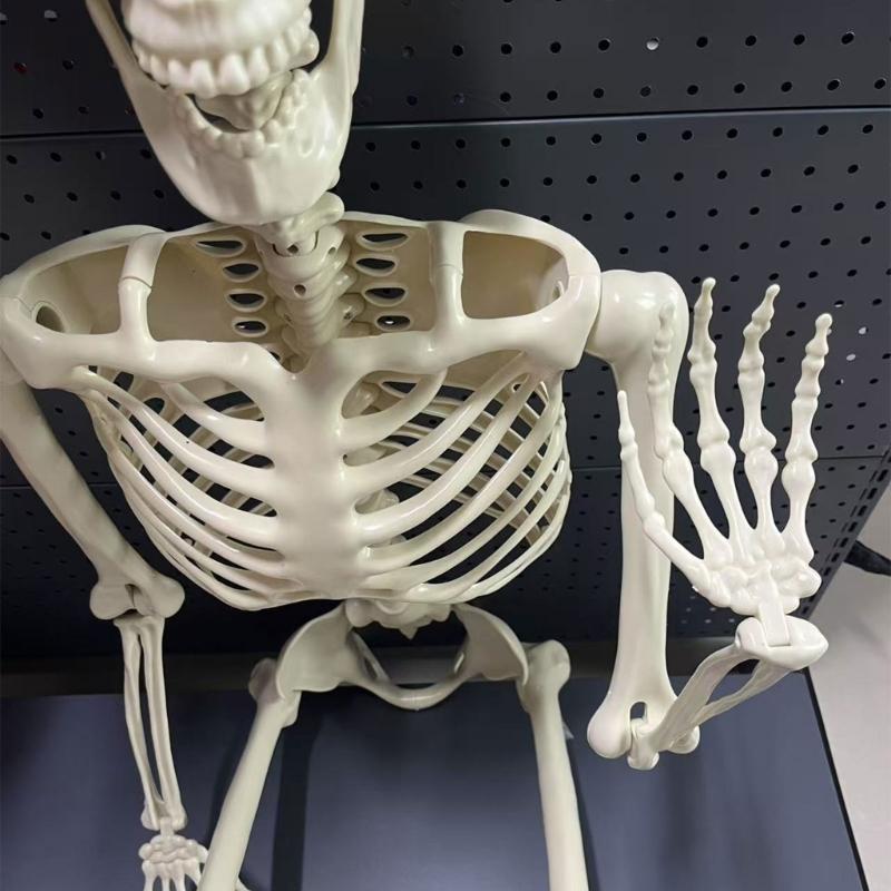 Realistische Ganzkörper-Menschenknochen Halloween-Requisiten Flexible Gelenke Tragbarer Kunststoff Innen-Außen-Dekoration