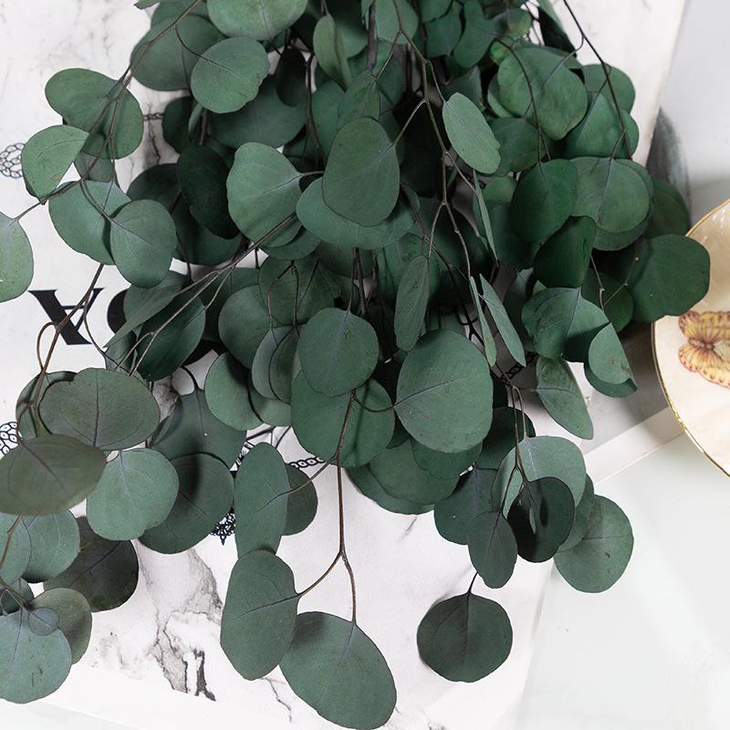 Eternal Apple Eucalyptus Millet Fruit Leaves Beauty Leaves Eucalyptus Leaves Air Dried Flowers And Leaves Multicolor Eucalyptus Leaves Home Decoration