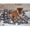 Soft Flannel Thickened Pet Soft Fleece Pad Pet Blanket Bed Mat for Puppy Dog Cat Sofa Cushion Home Rug Keep Warm Sleeping Cover