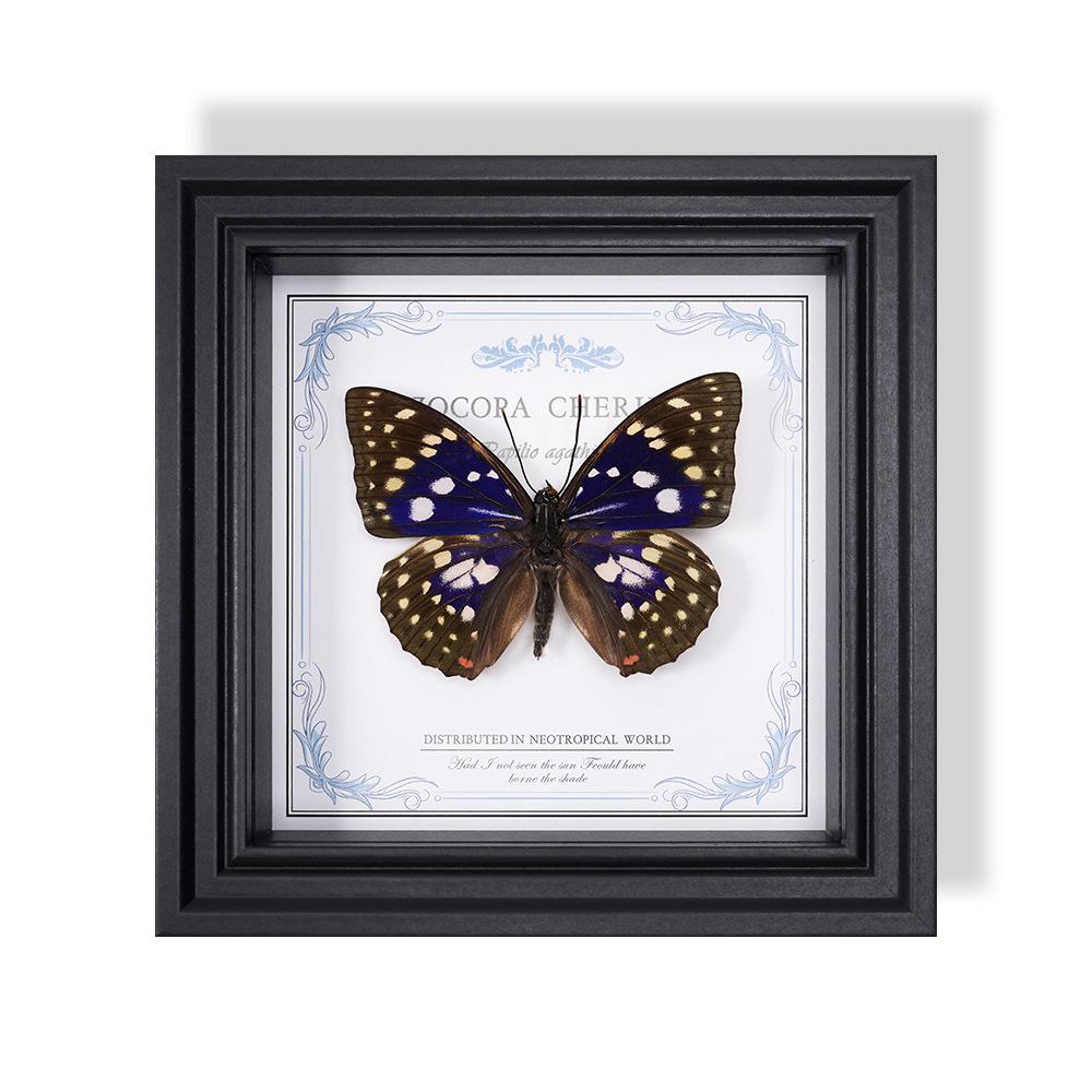 Wall-Mounted Butterfly Specimen Photo Frame: Home Decor & Gift for Valentine's Day, Qixi, Birthday, Couples & Insect Lovers