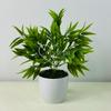 Kwiatek doniczkowy - ruskus zielony 25 cm